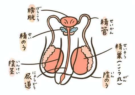 男性生殖器のしくみ（精巣・精管・精嚢・前立腺・尿道・射精）。